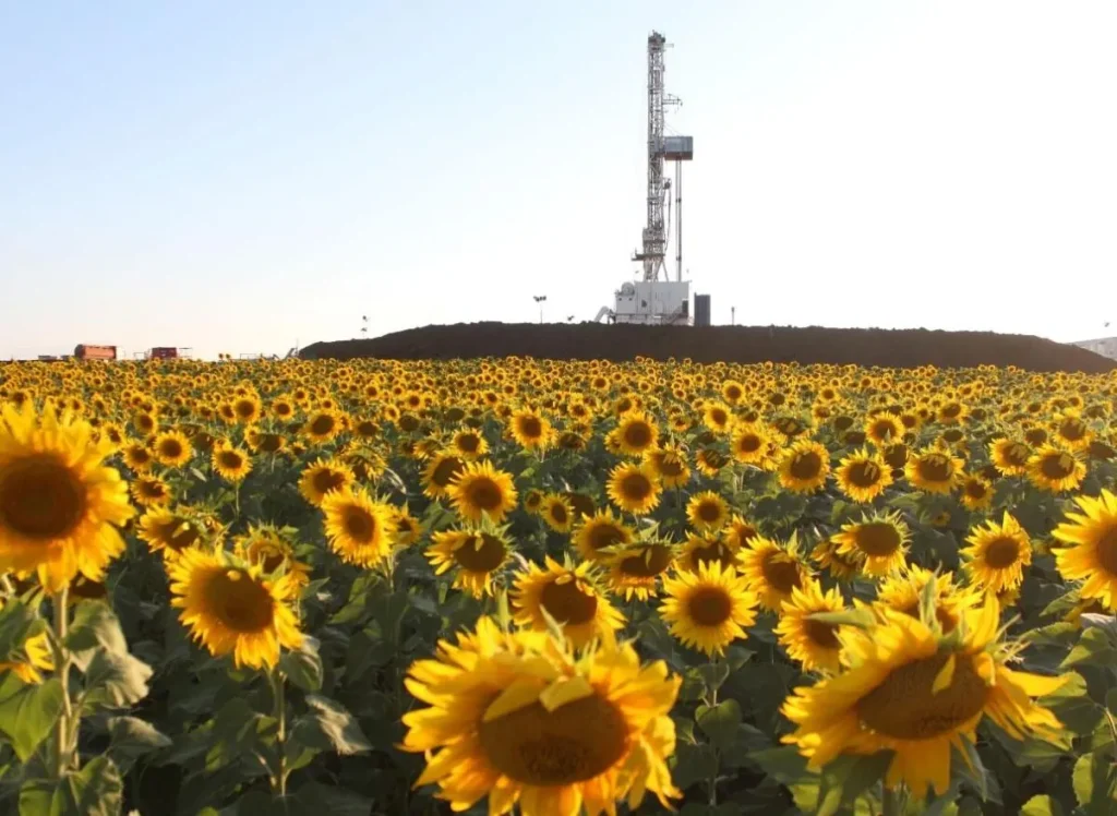 Sunflower field with a distant industrial drilling rig on a mound, illustrating yellow blooms and an industrial landscape, aligned with Exuocova HSEQ ESG themes